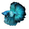 Betta: Turquoise Black Rosetail 